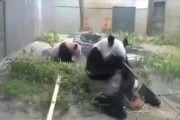 香妈最新爆料视频,揭秘娱乐圈惊人内幕！
