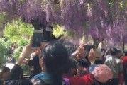 紫藤花园电视剧全集在线观看,浪漫爱情故事温馨呈现